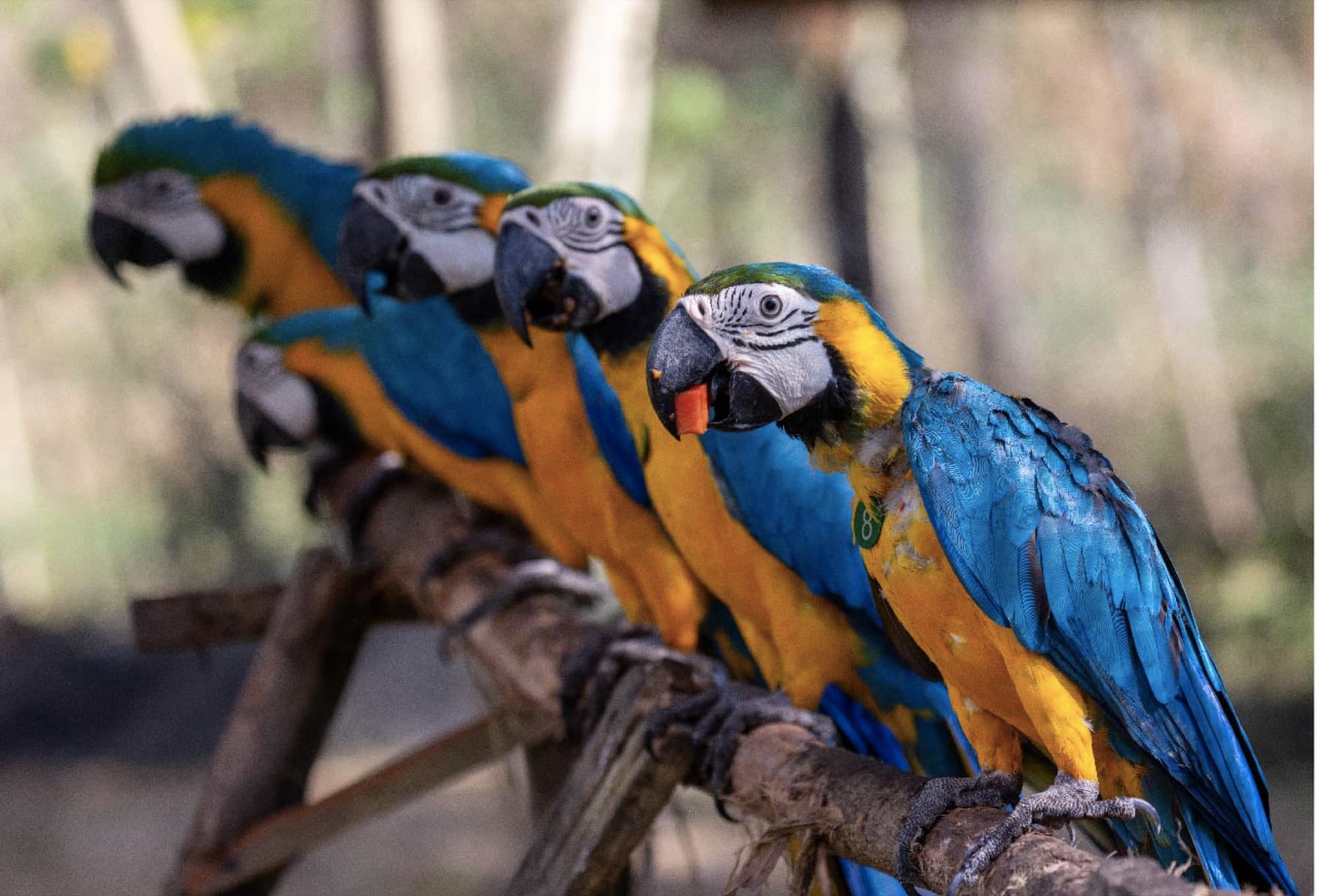 Monitoring released wildlife — group of blue-and-yellow macaws in the territory