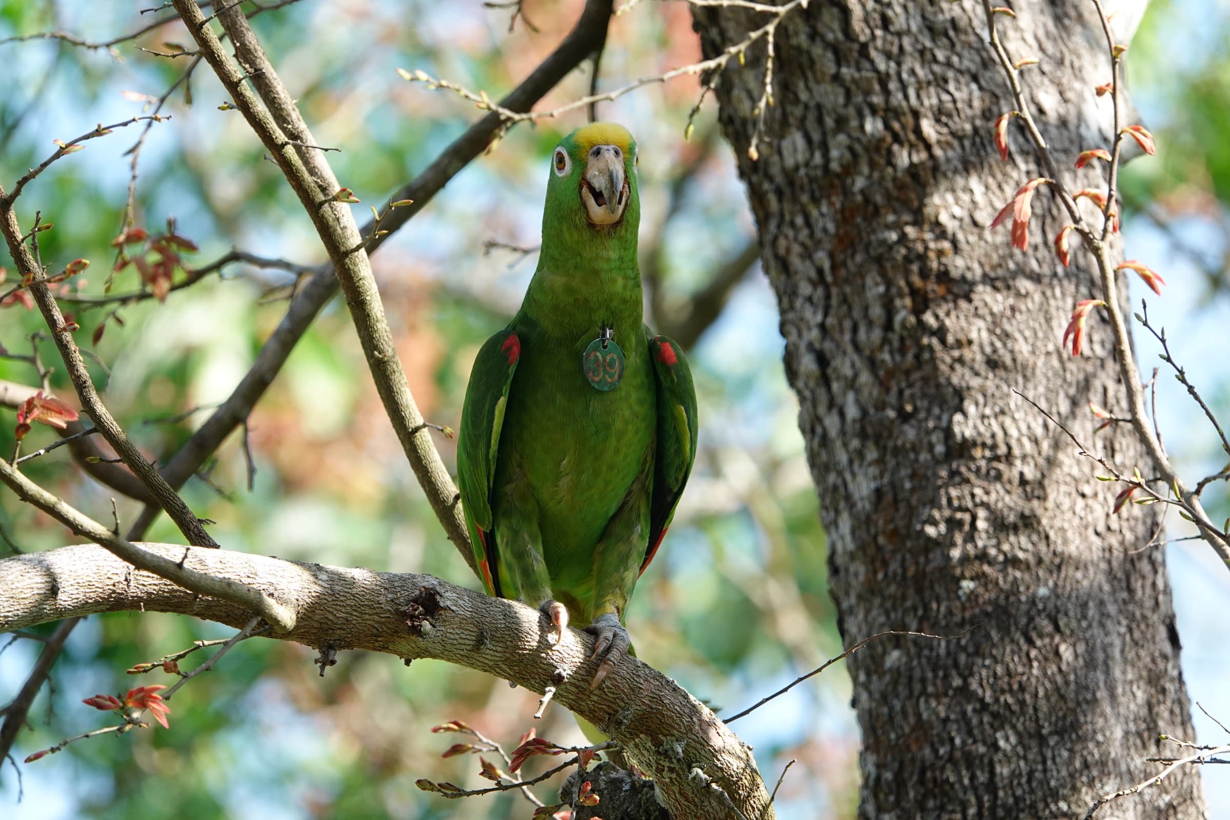 Loro real (Amazona ochrocephala) con etiqueta verde número 99 — uno de los individuos liberados por Fundación Loros