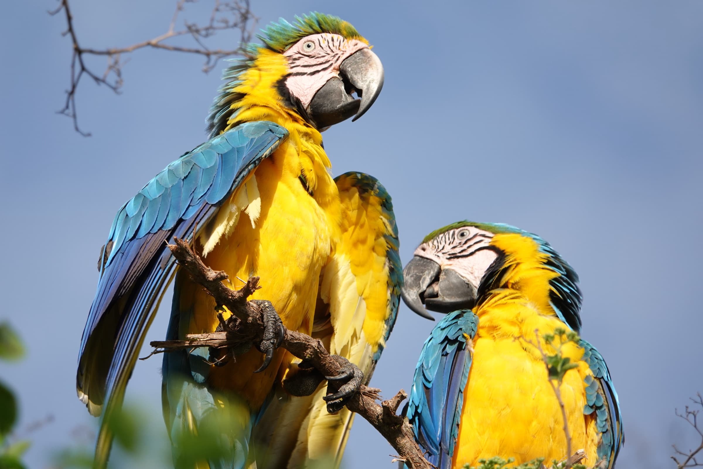 A pair of blue-and-yellow macaws (Ara ararauna) in the tropical dry forest of Los Loros