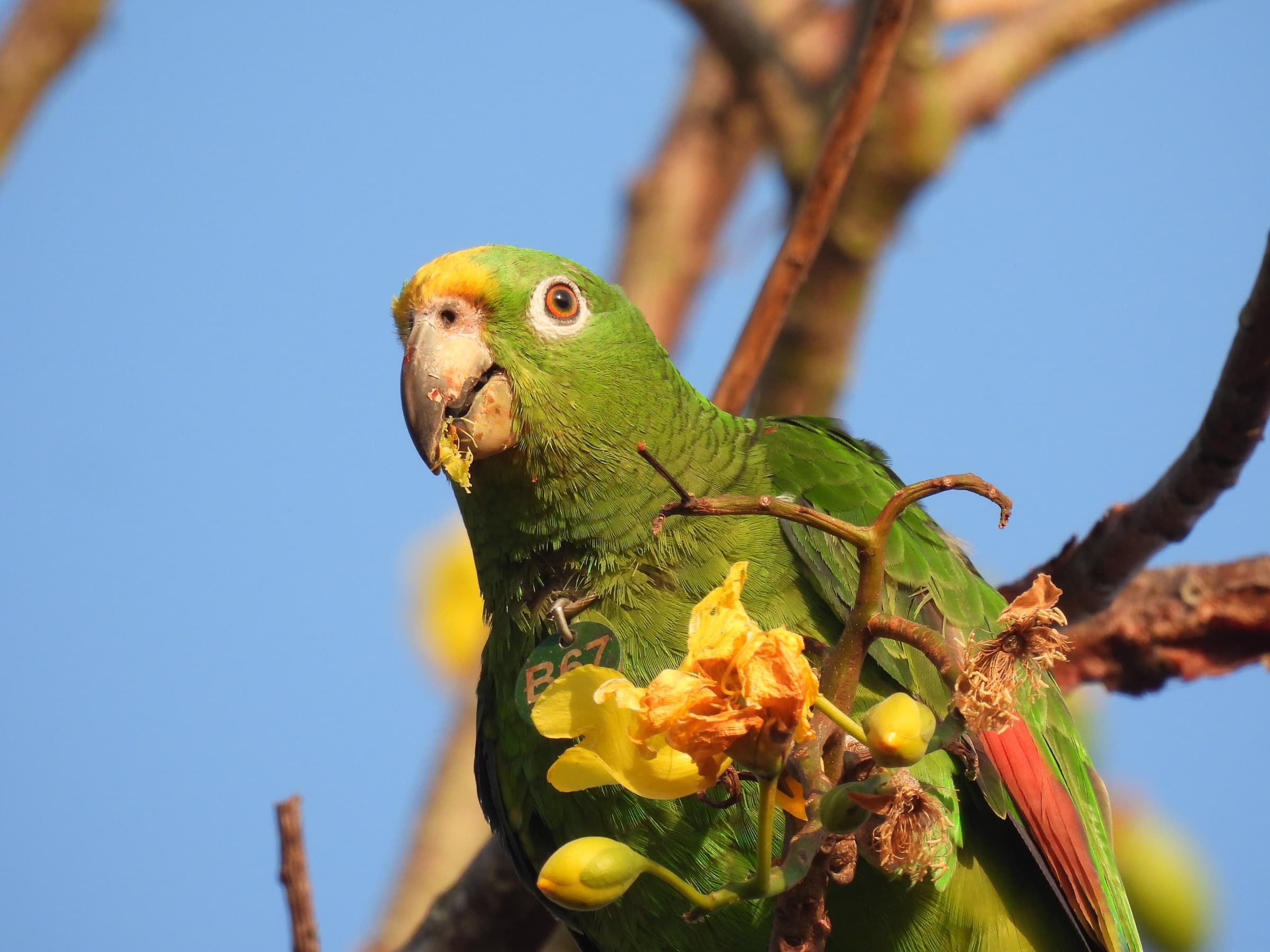 Yellow-crowned amazon feeding in the tropical dry forest of Villanueva, Bolívar