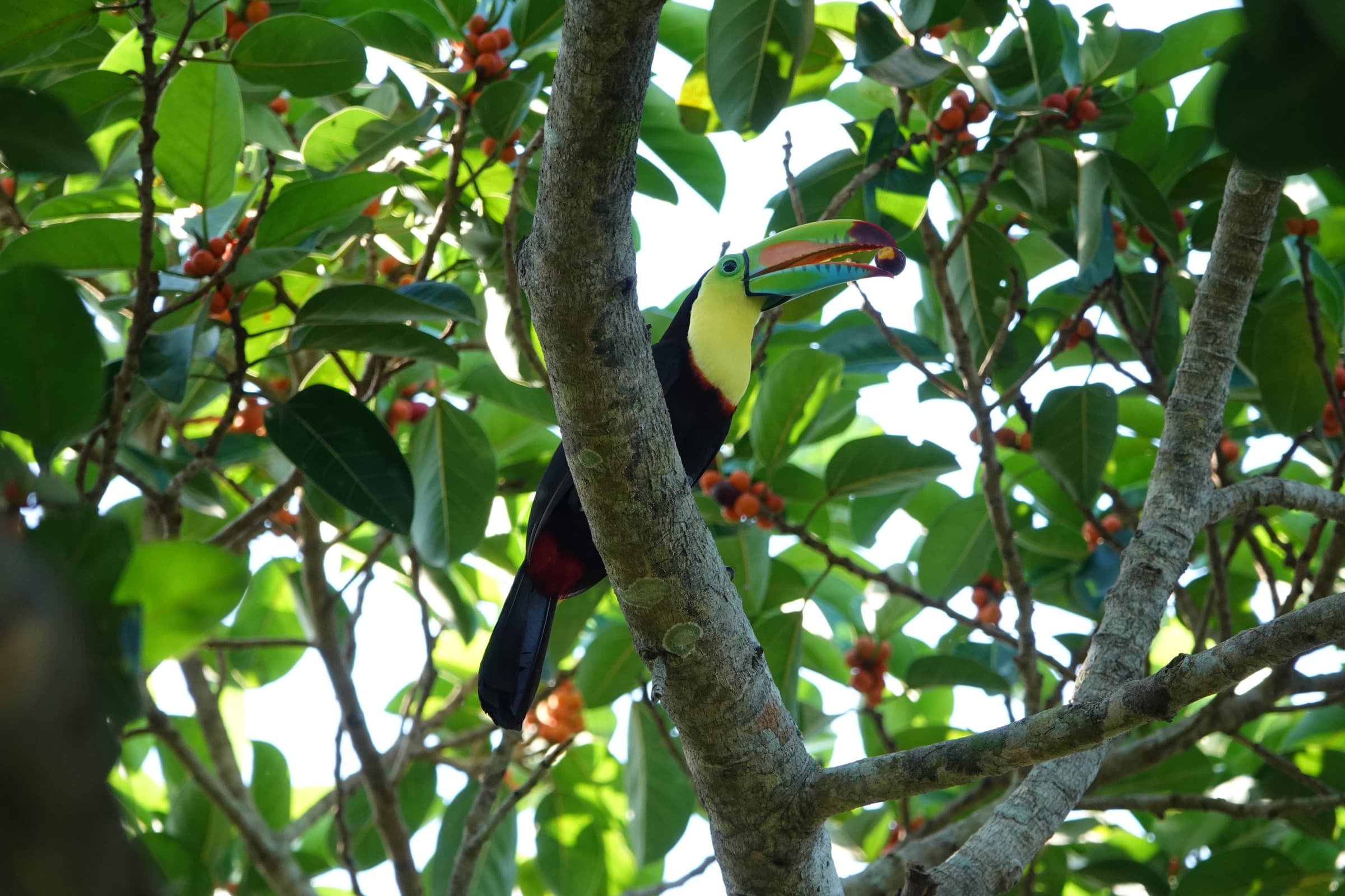 Tucán caribeño (Ramphastos sulfuratus) alimentándose en un árbol con frutos rojos en Los Loros
